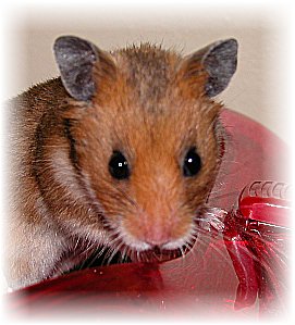 Hamster Portrait